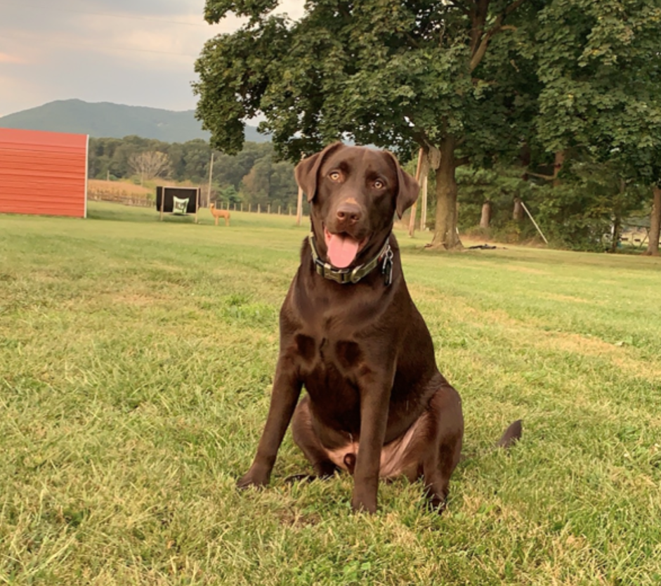 Chocolate lab dog beau