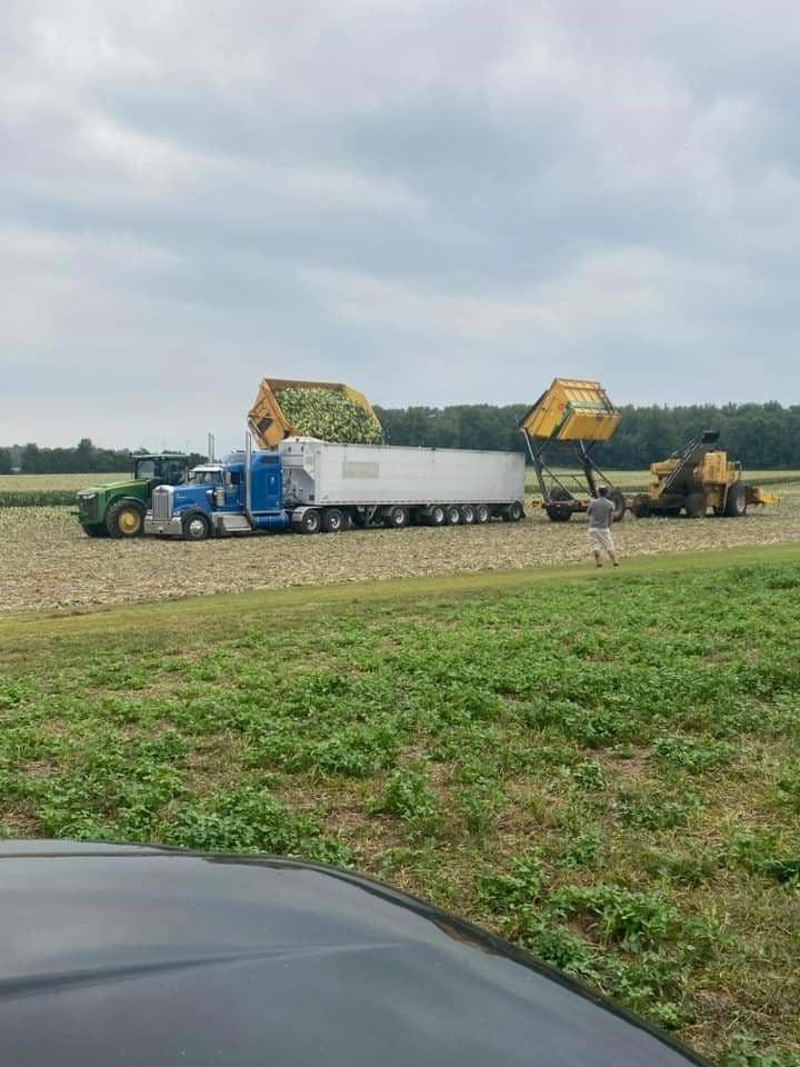 Picture of corn harvest in the field.