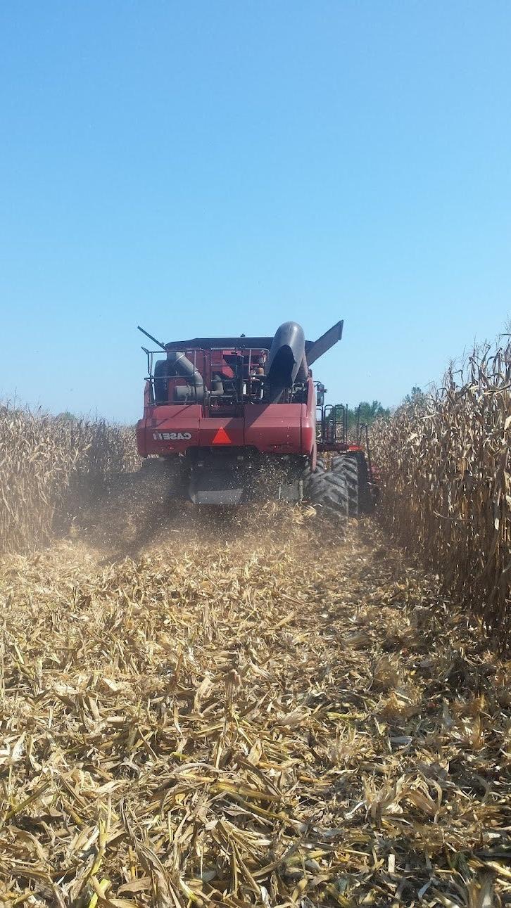 Image of corn harvest.