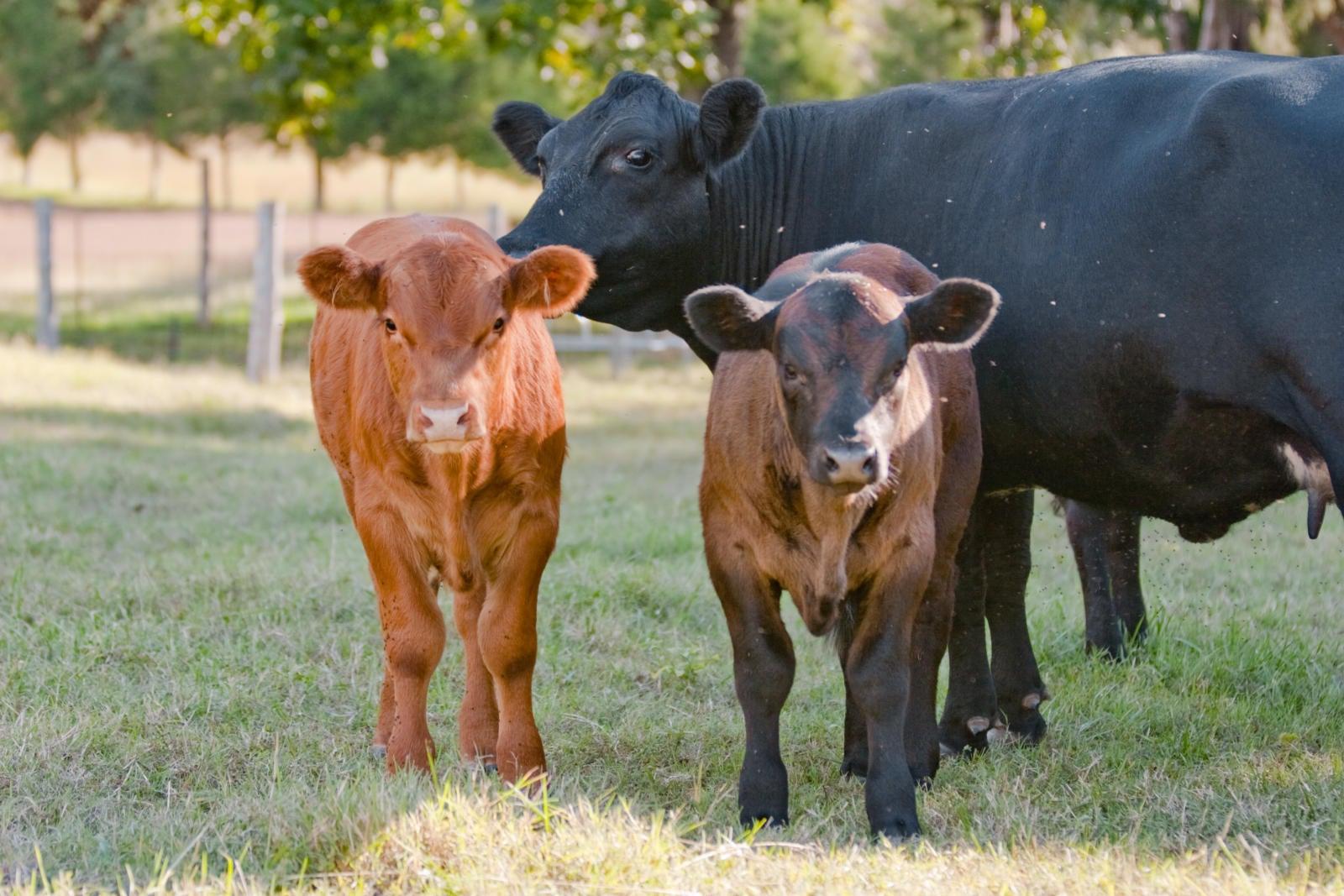 Image of beef cattle production and the beef cattle lifecycle as part of animal agriculture