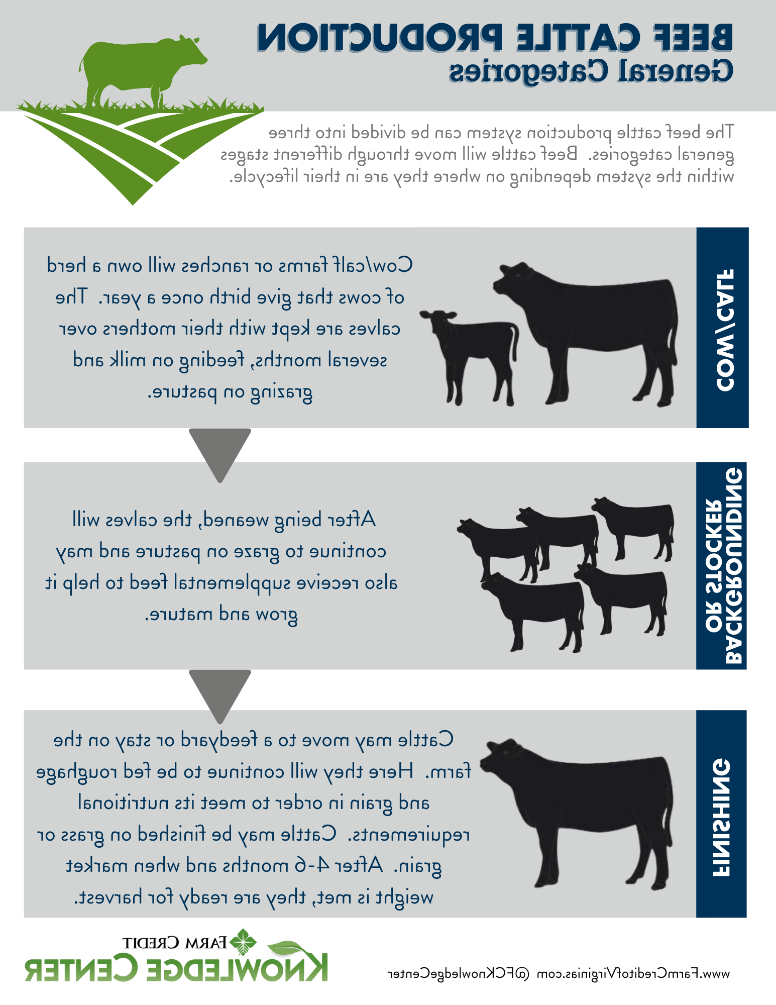 image infographic of animal agriculture, beef cattle production and the beef cattle lifecycle