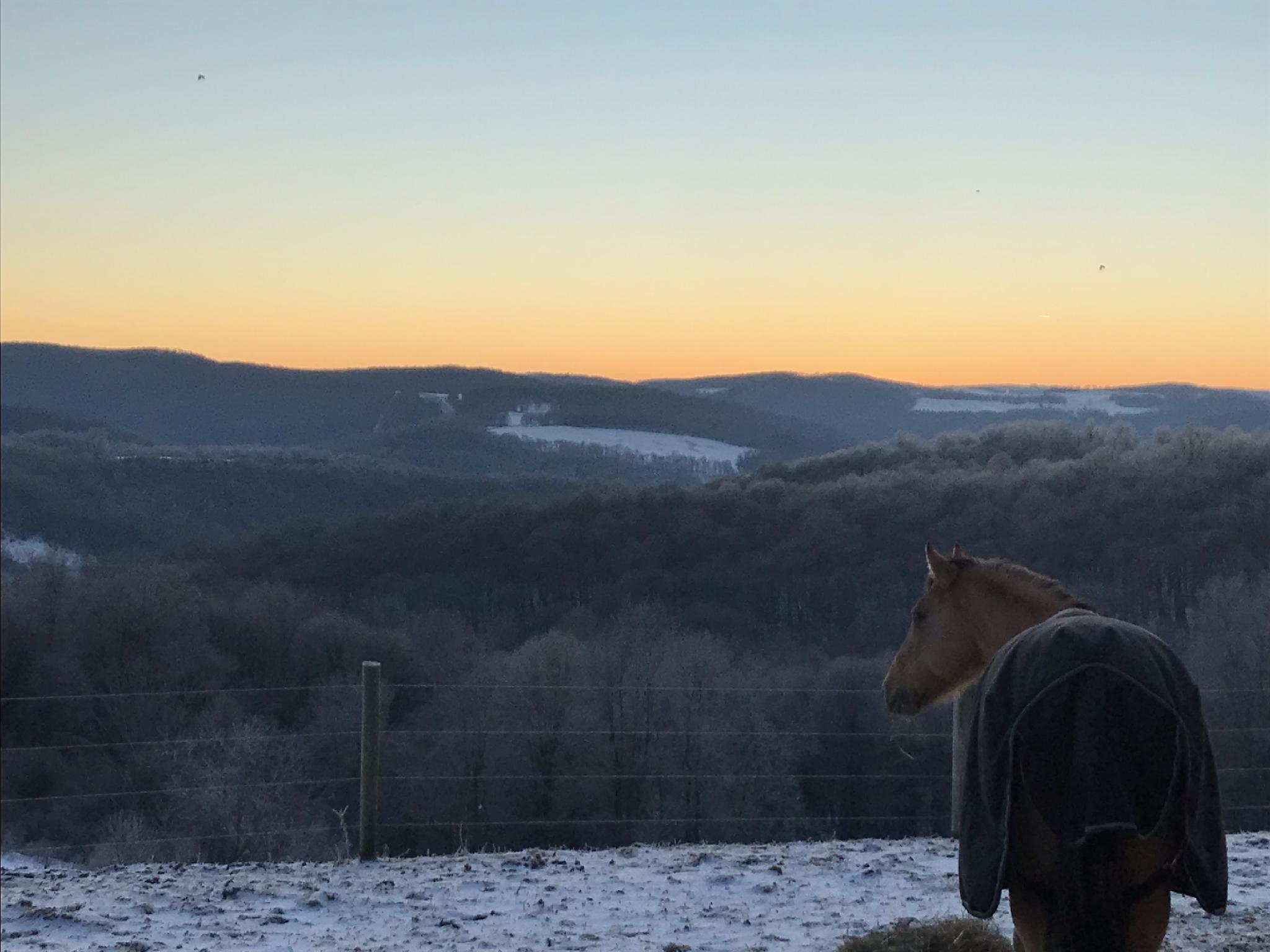 winter farm horse